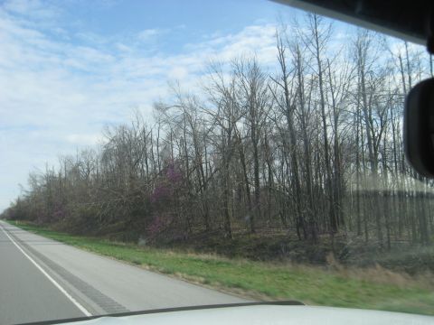 1978 Ford Bronco - Driving past a wooded area with bare trees and some early spring blooms.