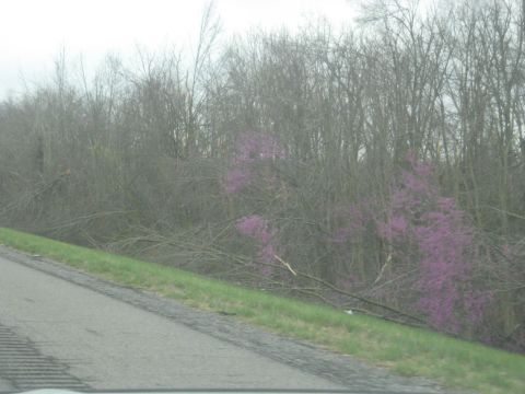 1978 Ford Bronco - A view of a roadside embankment with trees, some of which are blooming with purple flowers.