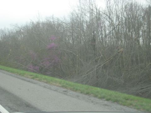 1978 Ford Bronco - A view of a road and grassy embankment under an overcast sky, with bare trees and some blooming redbud trees in the background.
