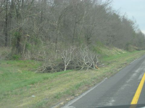 1978 Ford Bronco - Fallen branches lie on the grassy shoulder of a highway, with trees in the background.