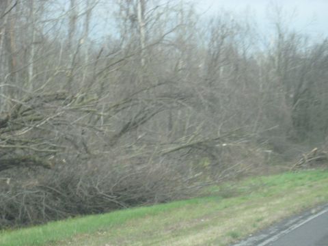 1978 Ford Bronco - A view of dense trees and fallen branches along a grassy roadside.