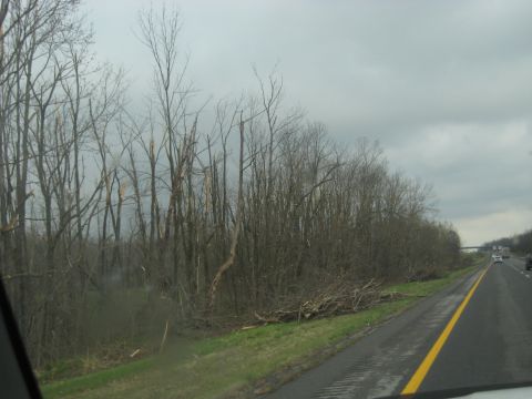 1978 Ford Bronco - A view from a vehicle on a highway shows a cloudy sky and trees with fallen branches along the roadside.