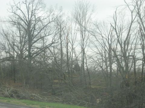 1978 Ford Bronco - A view of trees and undergrowth on a cloudy day, with many branches on the ground.