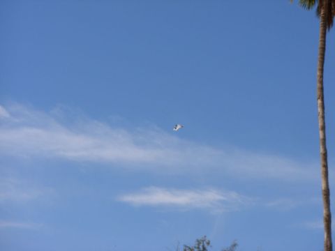 1978 Ford Bronco - A small aircraft is seen soaring through a clear blue sky, with a palm tree visible on the right side of the frame.