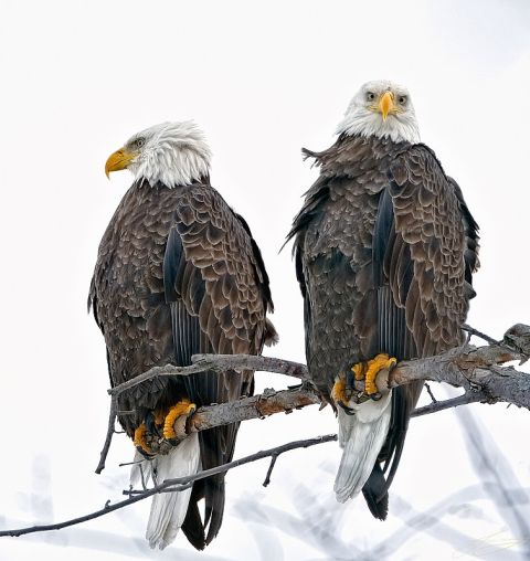 1974 Ford Ranchero - Two bald eagles are perched on a branch in a snowy environment.