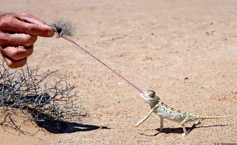 1974 Ford Ranchero - A chameleon uses its sticky tongue to capture an insect offered by a human hand in a desert environment.