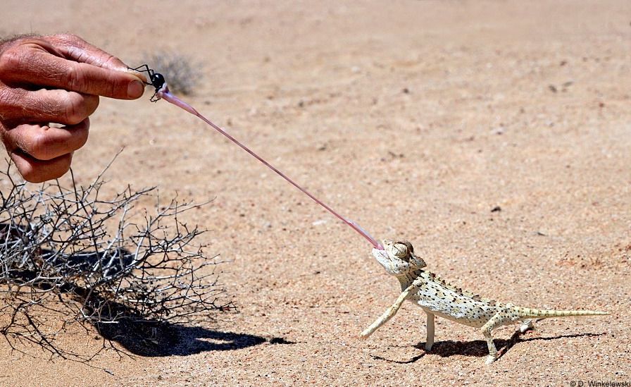 Chameleon extends long tongue to catch insect held by a hand
