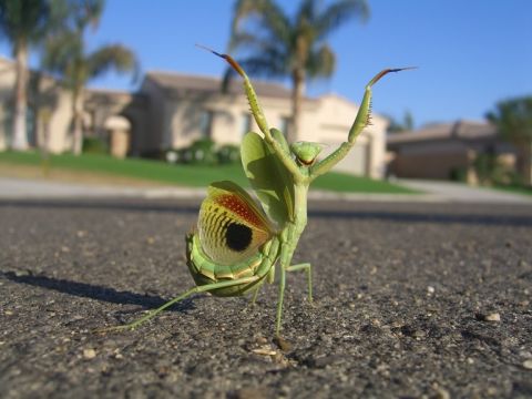 1974 Ford Ranchero - Praying mantis stands on asphalt with wings spread, suburban homes visible behind it.