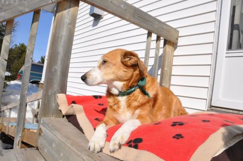 1996 Ford Bronco - A dog rests on a blanket on a wooden deck in front of a white-sided house.