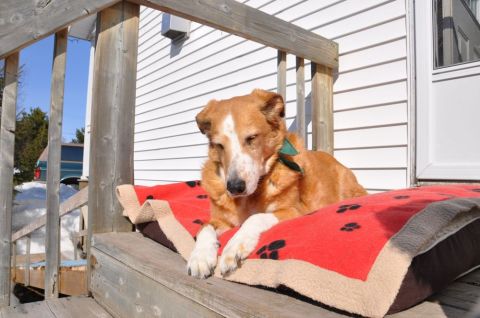 1996 Ford Bronco - A dog relaxes on its bed on a sunny day, with a house and trees in the background.