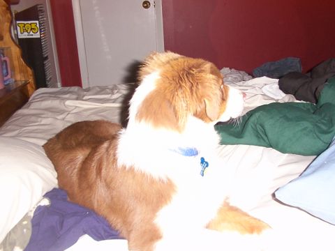1998 Ford Taurus - Dog on a bed with blankets and pillows.
