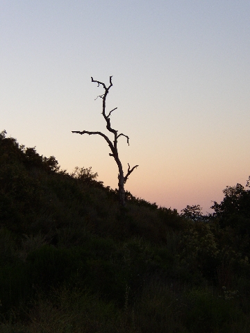1989 Ford Bronco - A solitary dead tree stands against the twilight sky on a dark, overgrown hill.