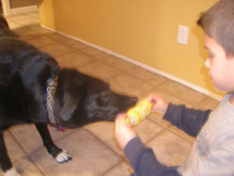 1996 Ford Bronco - A boy shares a cob of corn with his dog in a tiled room with yellow walls.