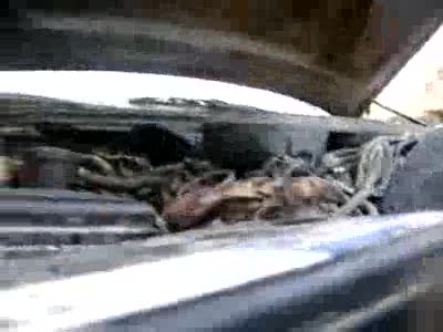 1992 Ford Crown Victoria