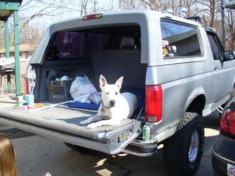1994 Ford Bronco - A white dog rests in the open tailgate of a silver Ford Bronco, with various items in the cargo area.