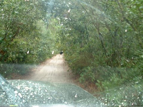 1995 Ford Bronco - View from inside an SUV driving on a dirt road surrounded by dense foliage.