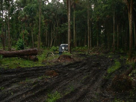 1995 Ford Bronco - lots of thick mud, with stumps and fallen trees.