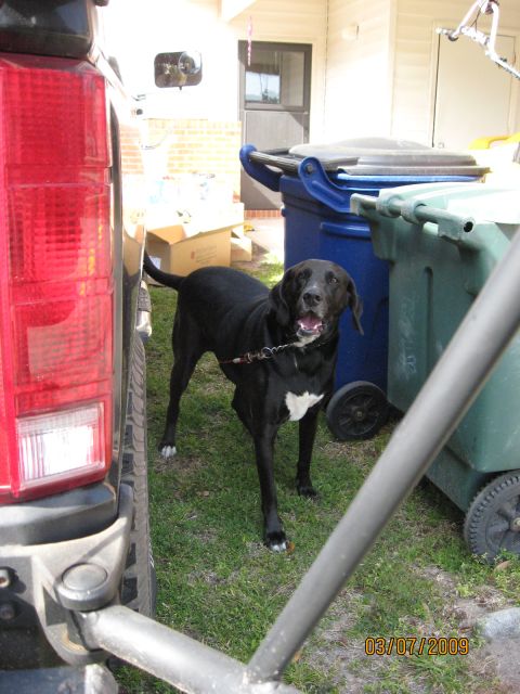 1986 Ford Bronco - He wouldnt even guard his own ass but he guards that truck