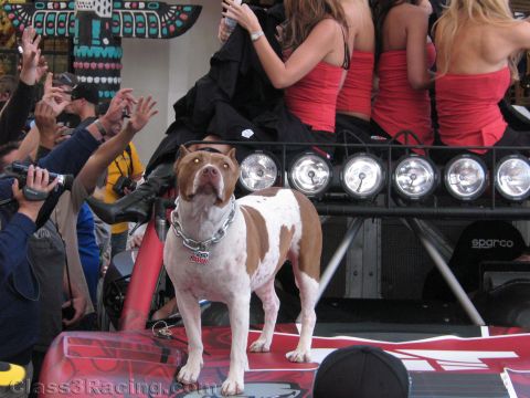 1990 Ford Bronco - brown and white pit bull in a chain collar stands atop a red race vehicle as a crowd photographs it at an event.