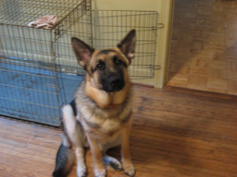 1973 Ford Torino - A German Shepherd dog is sitting indoors next to a large wire dog crate.