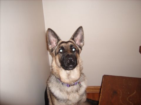 1973 Ford Torino - A German Shepherd dog is the subject of this indoor photograph.