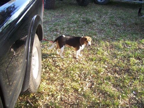2004 Aston Martin Virage - A tri-color Beagle stands on a grassy area next to a large black vehicle.
