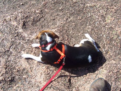 2004 Aston Martin Virage - A dog rests on a rocky surface, its leash trailing across the ground.