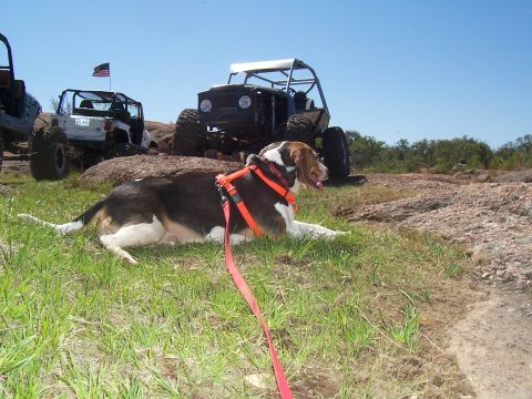 2004 Aston Martin Virage - A dog rests in the foreground with several modified off-road vehicles parked on a rocky landscape under a clear blue sky.