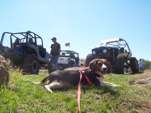 2004 Aston Martin Virage - A beagle rests in the foreground with several off-road vehicles and people in the background.