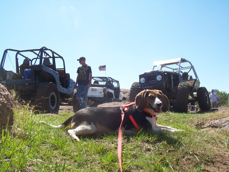 Off-road vehicles and a beagle on grassy terrain under a clear blue sky