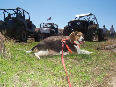 2004 Aston Martin Virage - A beagle rests in the grass while several off-road vehicles are parked nearby.