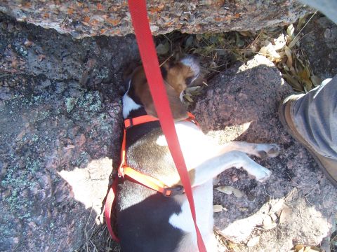 2004 Aston Martin Virage - Dog resting on rocks under a ledge, with a red leash attached.