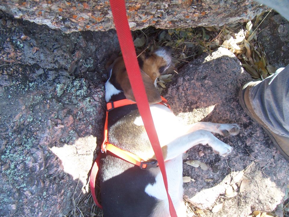 Dog with orange harness and red leash lying on rocks outdoors