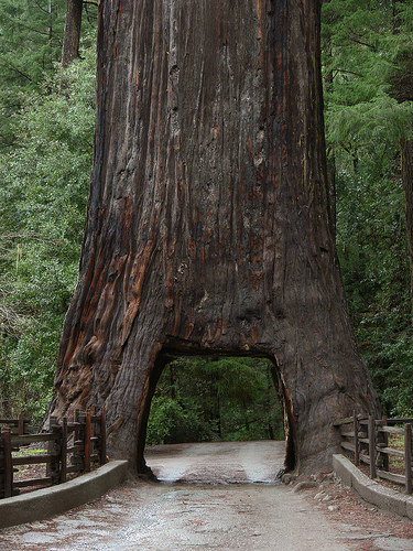 big tree - 1994 Ford Bronco