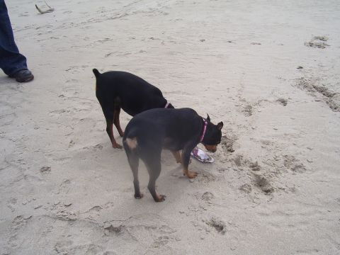1991 Ford Bronco - Two dogs explore a sandy beach, with a person's legs visible on the left.