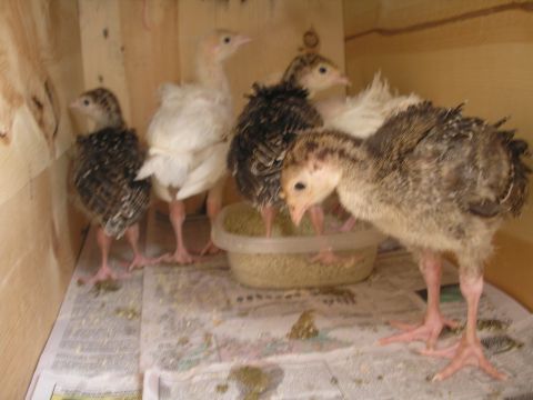 1979 Chevrolet Blazer - A group of young turkeys are gathered in a pen, pecking at food from a plastic container.