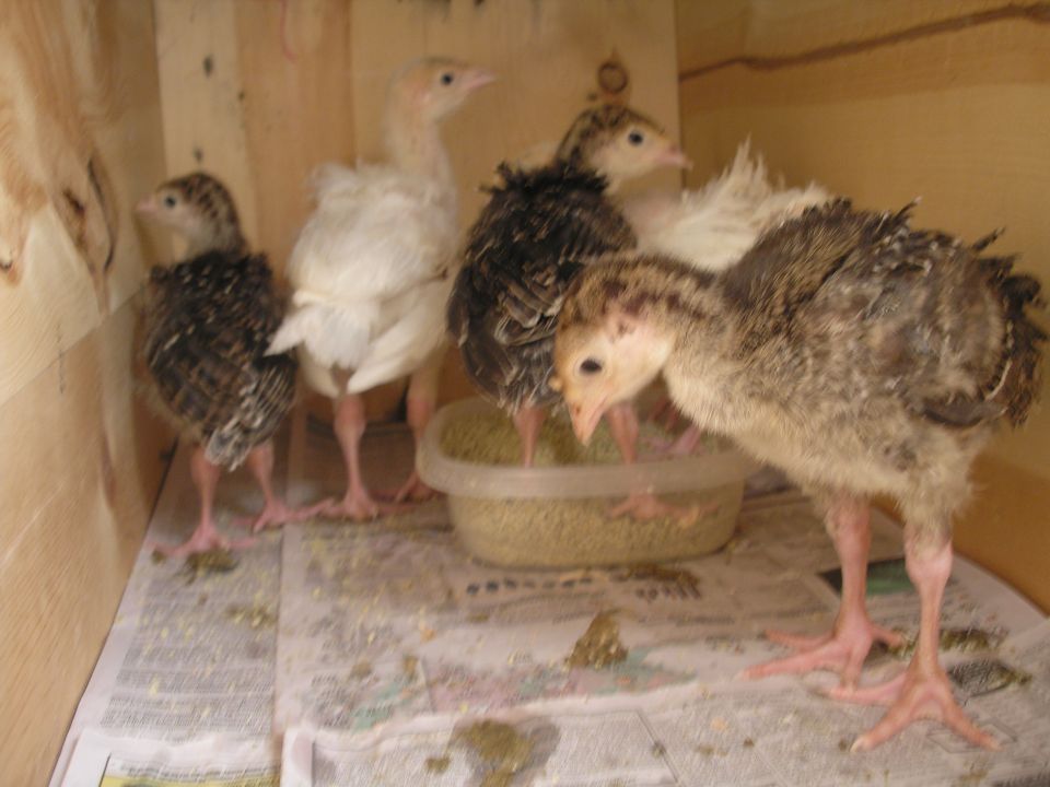 Several turkey chicks in a wooden enclosure, some eating from a bowl