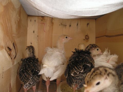 1979 Chevrolet Blazer - Several turkey chicks are housed together in a wooden enclosure, with varying feather colors visible.
