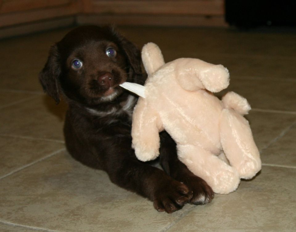 Chocolate lab puppy chewing on a stuffed toy