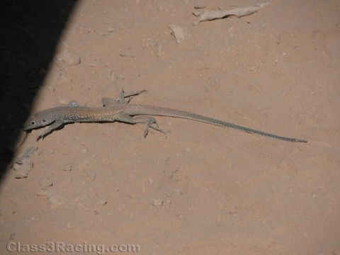 1990 Ford Bronco - small desert lizard with a long tail rests on a reddish-brown sandy rock surface.