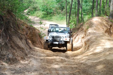 2008 Jeep Wrangler - Jeeps navigate a challenging off-road trail surrounded by trees and sandy terrain.