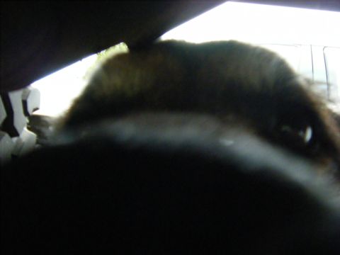 2005 Jeep Wrangler - My loyal helper checking on me.