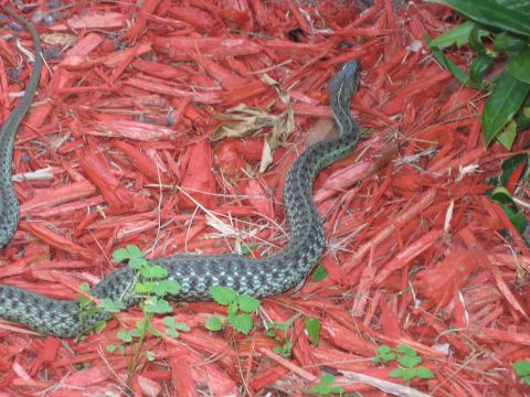 1992 Ford Bronco - A snake slithers across a bed of red mulch, with some green clover growing nearby.