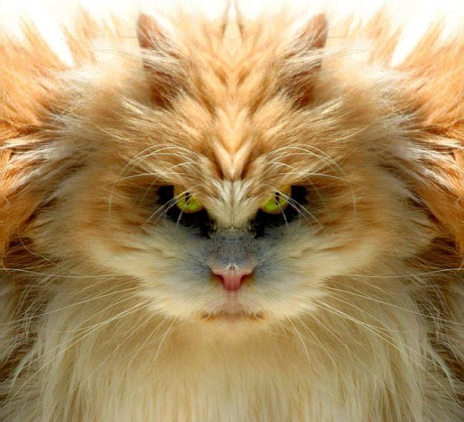 Symmetrical close-up of a fluffy orange cat's face with green eyes and a pink nose. Text at bottom reads SUPERMOTORS