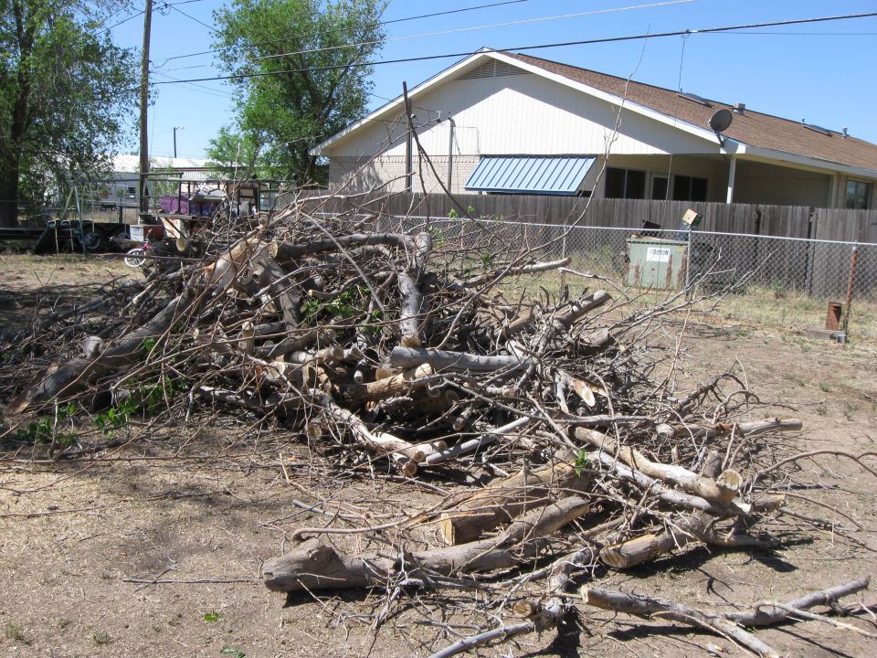 Pile of branches and logs in a yard