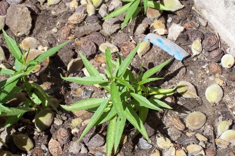 1990 Ford Bronco - A close-up shot of young plants growing in soil littered with stones, dirt, and what appear to be pits or seeds. A small piece of blue plas…