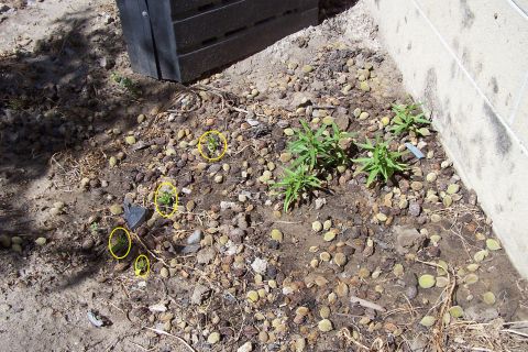 1990 Ford Bronco - Several small green plants are growing in the dirt next to a concrete wall and a black plastic bin. The ground is covered in small stones a…