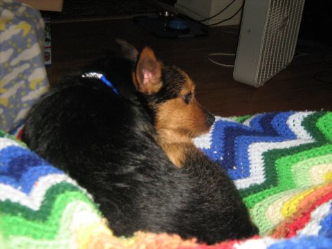 1988 Mercury Grand Marquis - A dog is curled up on a crocheted blanket with a fan in the background.
