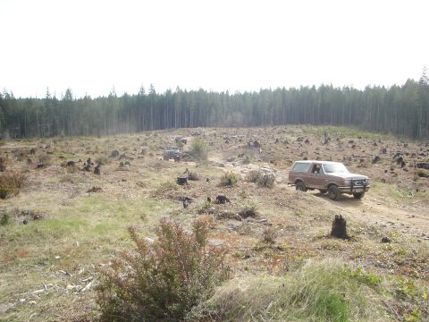 1989 Ford Bronco - Multiple SUVs navigate a rough, deforested terrain with scattered tree stumps under a bright sky.