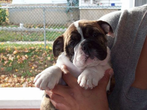 1996 Ford Bronco - A cute English Bulldog puppy is held by someone in front of a fence and fallen leaves.